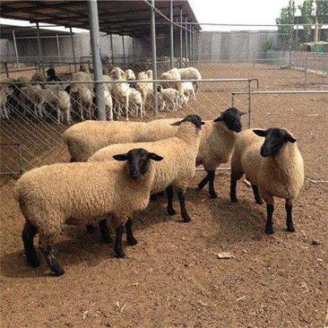 萨福克绵羊，杜泊绵羊，小尾寒羊免费提供养殖技术。