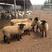 萨福克绵羊，杜泊绵羊，小尾寒羊免费提供养殖技术。