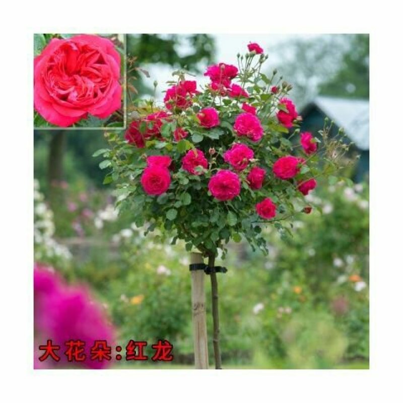 【当年开花】庭院盆栽地栽树桩月季树状月季芳香大花嫁接常年