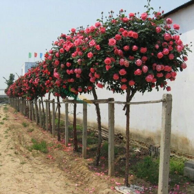 【当年开花】庭院盆栽地栽树桩月季树状月季芳香大花嫁接常年