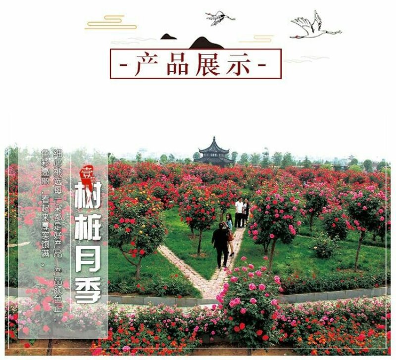 【当年开花】庭院盆栽地栽树桩月季树状月季芳香大花嫁接常年