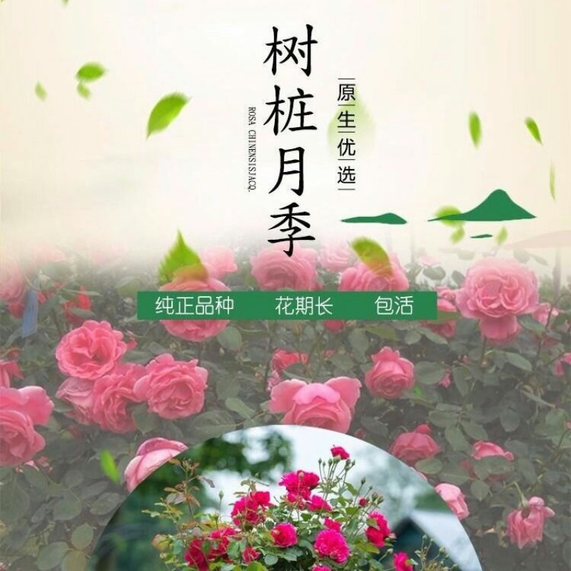 【当年开花】庭院盆栽地栽树桩月季树状月季芳香大花嫁接常年