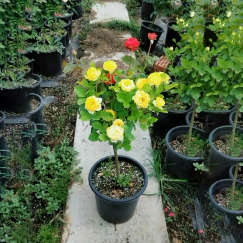 【当年开花】庭院盆栽地栽树桩月季树状月季芳香大花嫁接常年