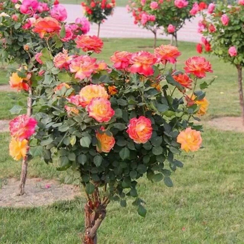 【当年开花】庭院盆栽地栽树桩月季树状月季芳香大花嫁接常年