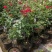 【当年开花】庭院盆栽地栽树桩月季树状月季芳香大花嫁接常年