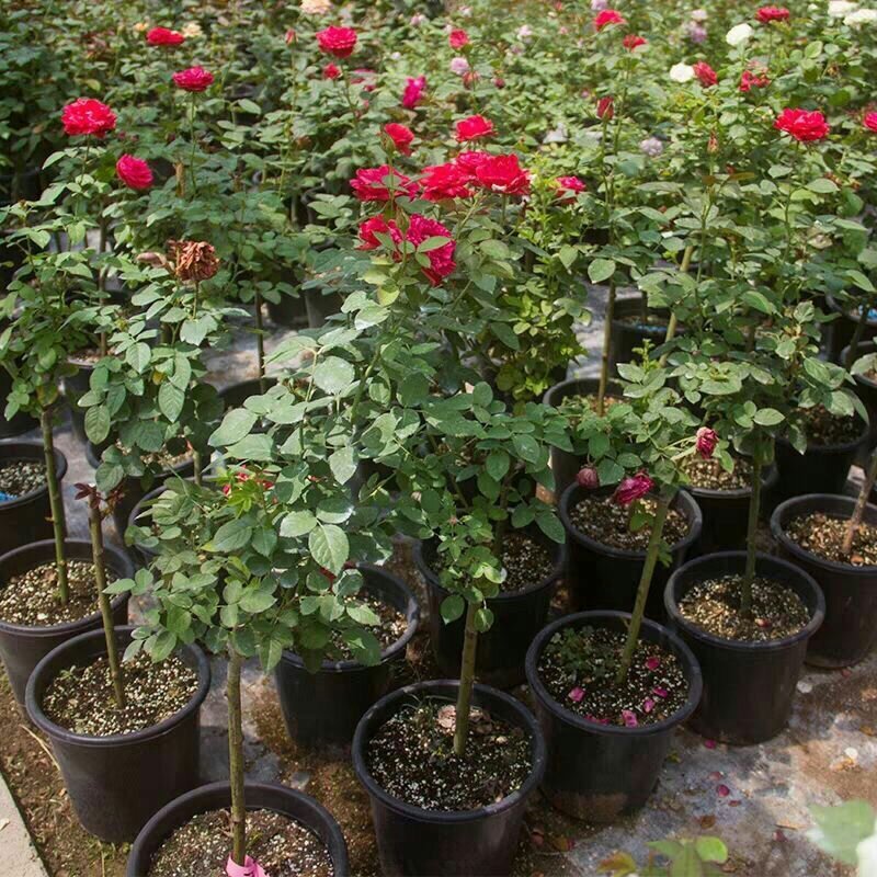 【当年开花】庭院盆栽地栽树桩月季树状月季芳香大花嫁接常年