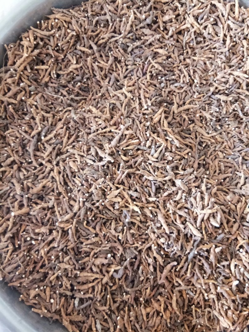 九节菖蒲甘肃无硫干货规格齐全一公斤起发货