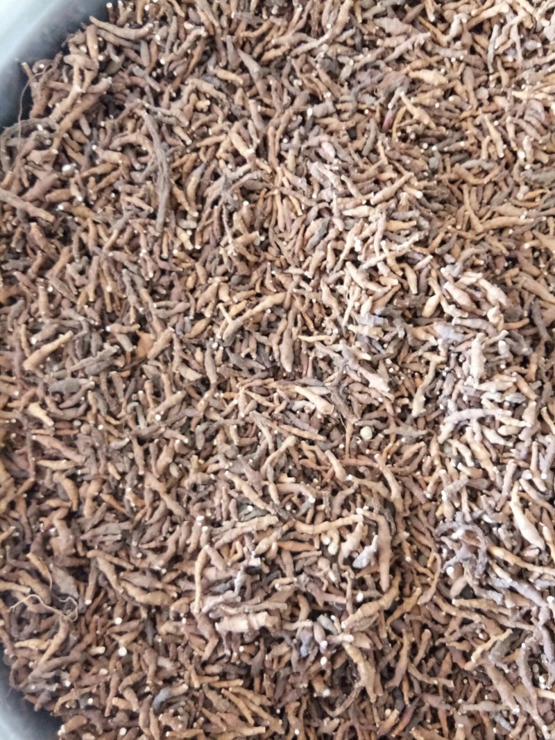 九节菖蒲甘肃无硫干货规格齐全一公斤起发货