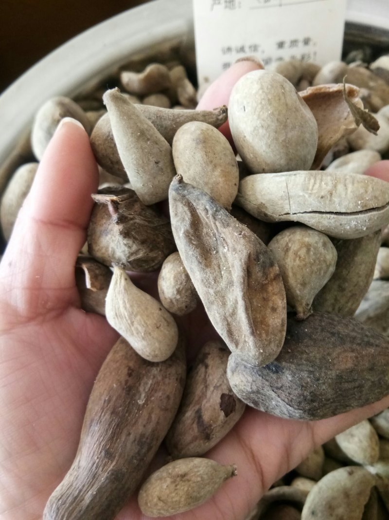 五倍子正品优质个干净无杂百虫仓另有蛇床子
