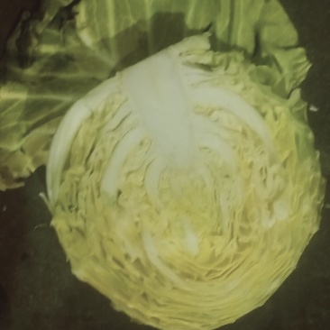 甘蓝《150》春光珠品种的菜