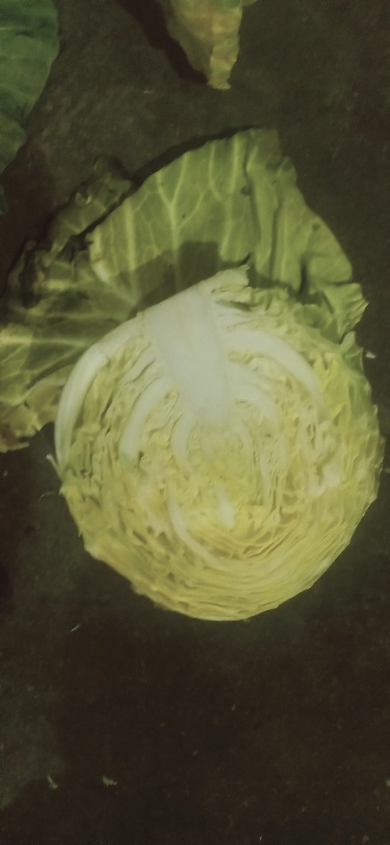 甘蓝《150》春光珠品种的菜