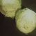 甘蓝《150》春光珠品种的菜