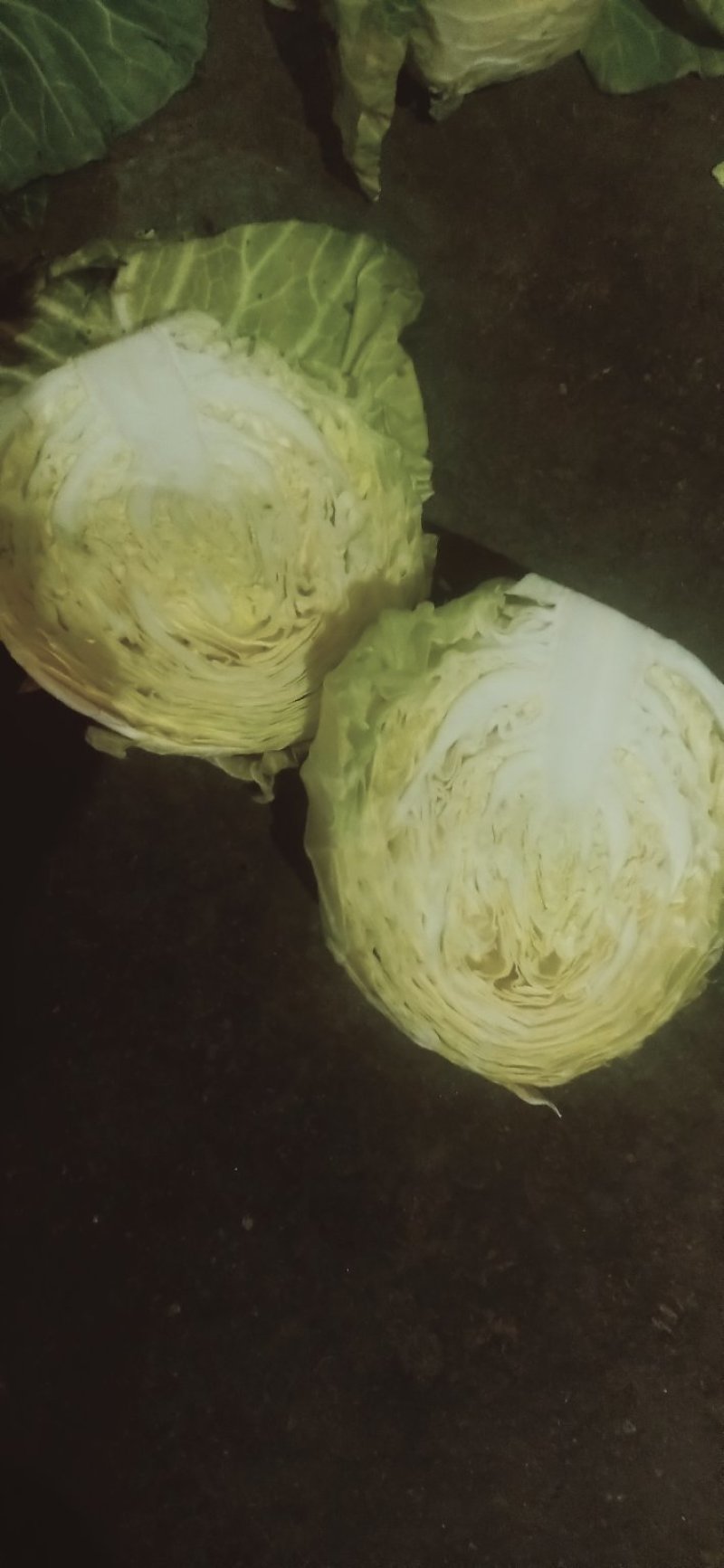 甘蓝《150》春光珠品种的菜