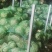 甘蓝《150》春光珠品种的菜