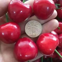 果园直供，批发山东露天大樱桃