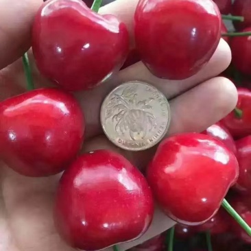 果园直供，批发山东露天大樱桃