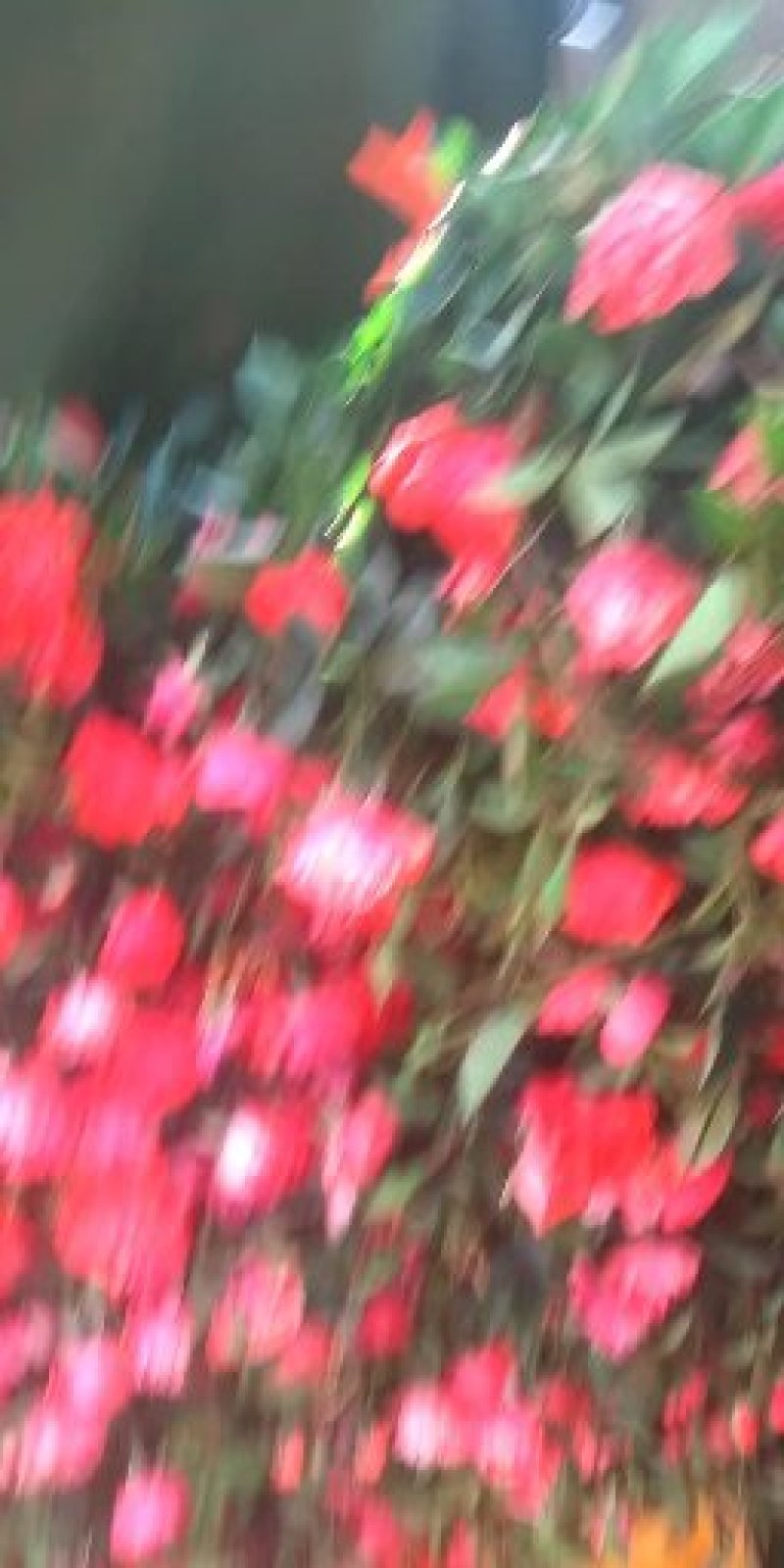 四季玫瑰食用玫瑰盆栽种植绿化工程基地批发