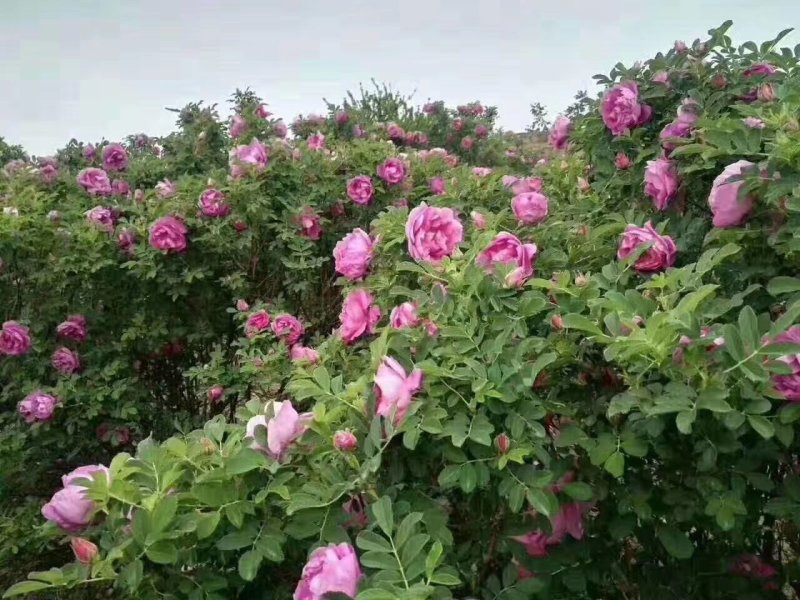 四季玫瑰食用玫瑰盆栽种植绿化工程基地批发