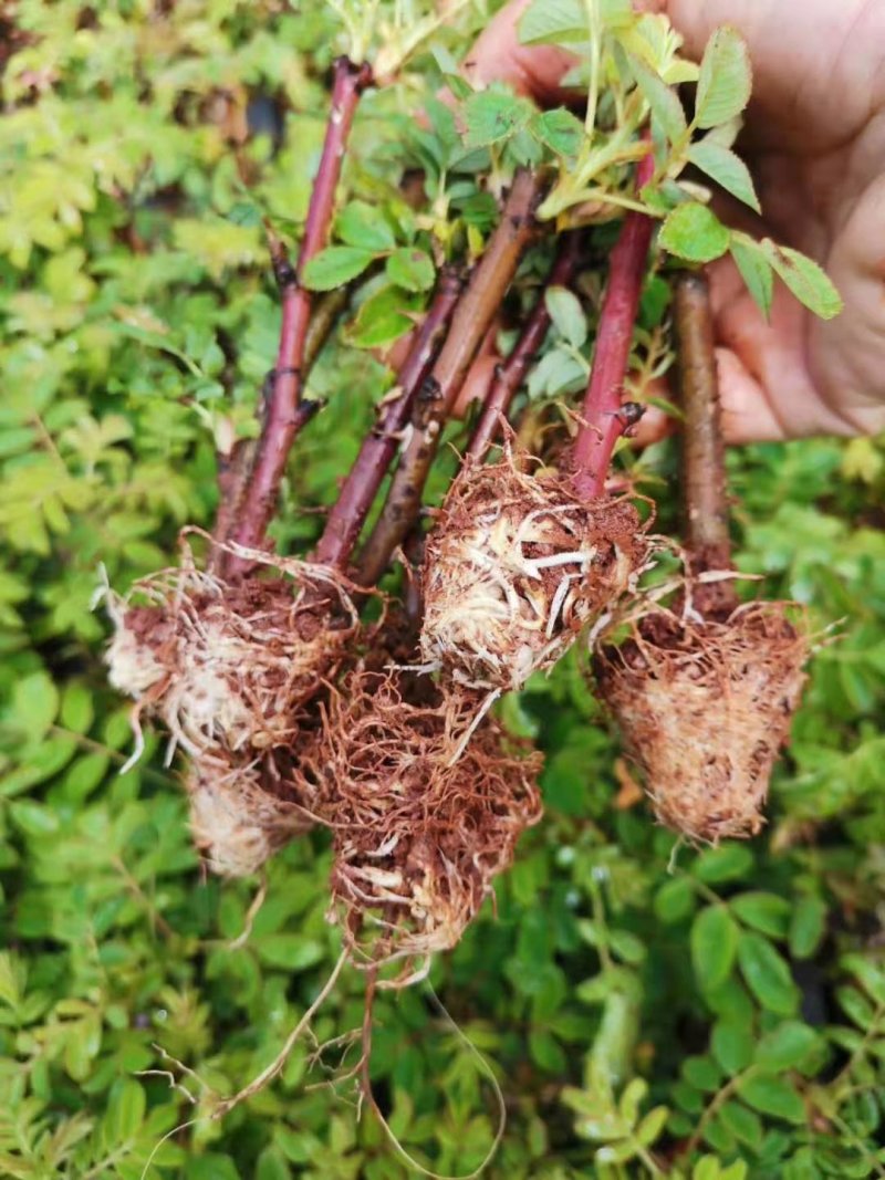 四季玫瑰食用玫瑰盆栽种植绿化工程基地批发