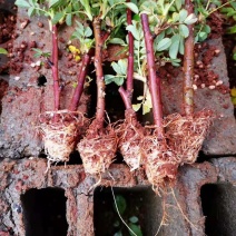 四季玫瑰食用玫瑰盆栽种植绿化工程基地批发