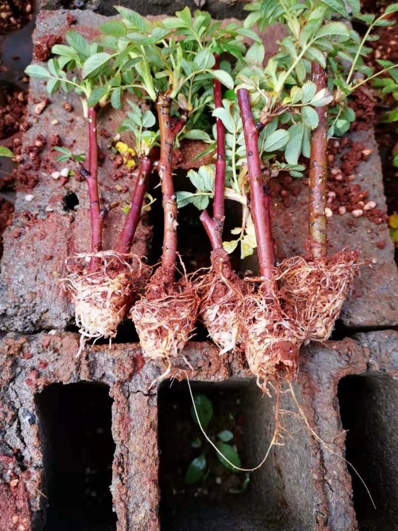 四季玫瑰食用玫瑰盆栽种植绿化工程基地批发