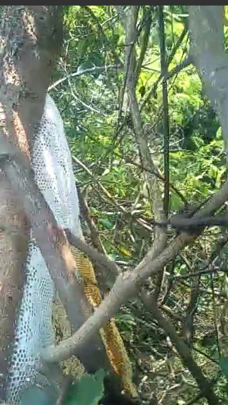 老挝野生大挂蜂百花蜜