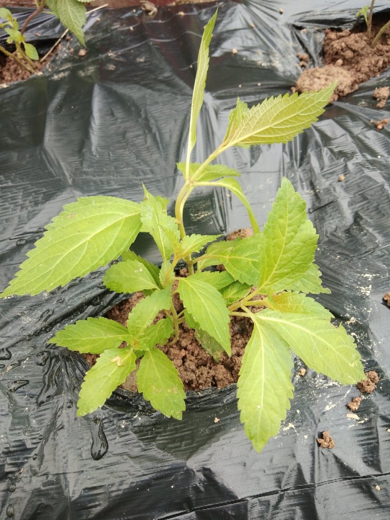 溪黄草，今年新鲜溪黄草