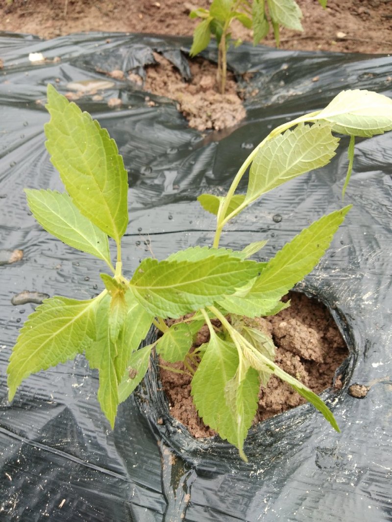 溪黄草，今年新鲜溪黄草