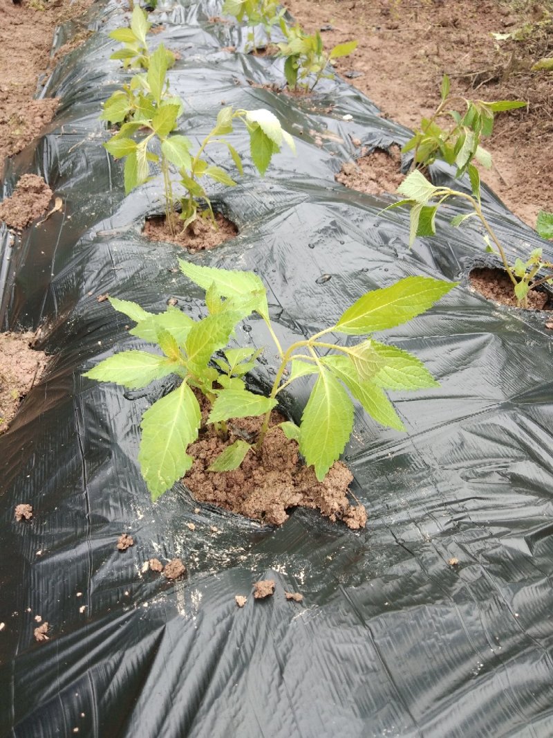溪黄草，今年新鲜溪黄草
