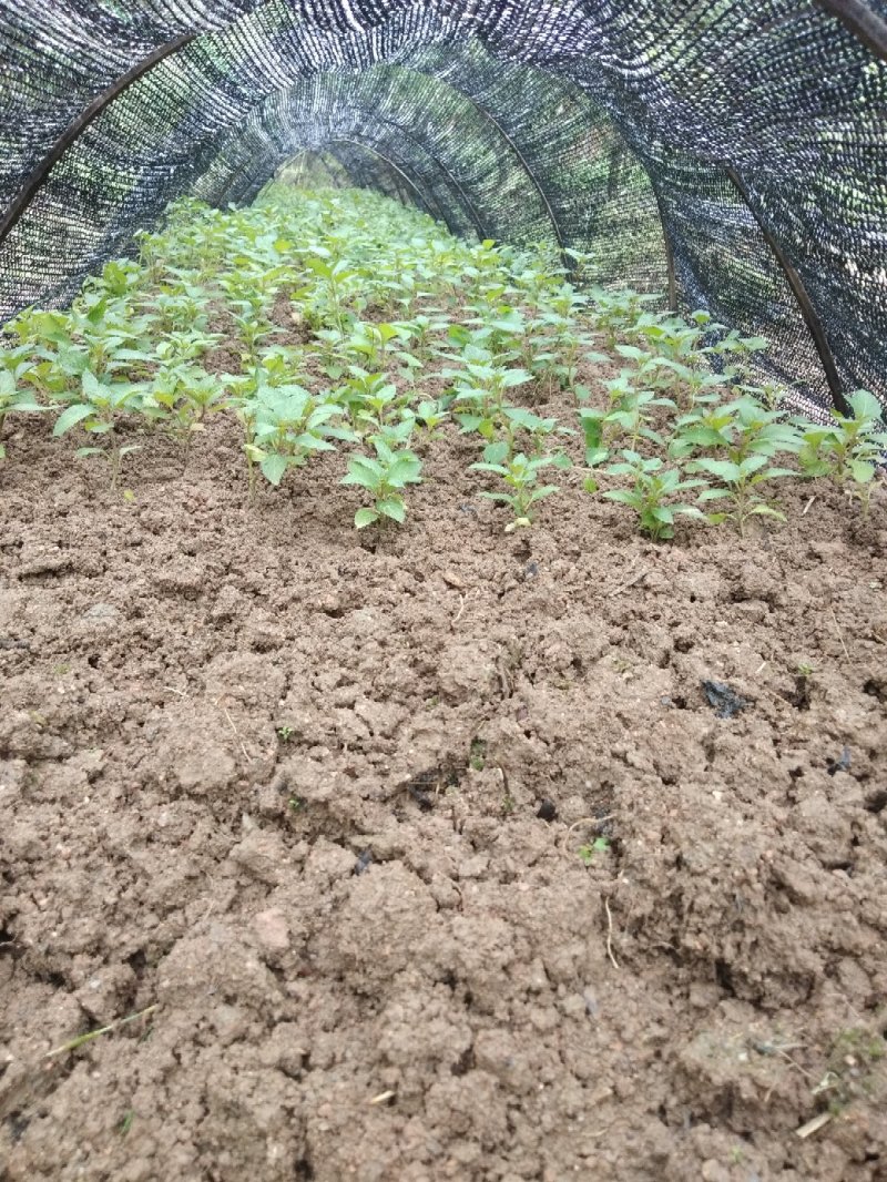 溪黄草，今年新鲜溪黄草