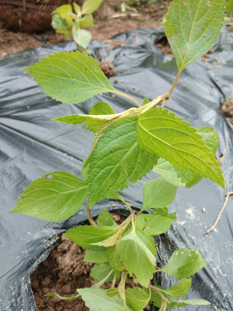 溪黄草，今年新鲜溪黄草