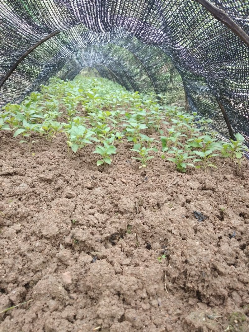 溪黄草，今年新鲜溪黄草