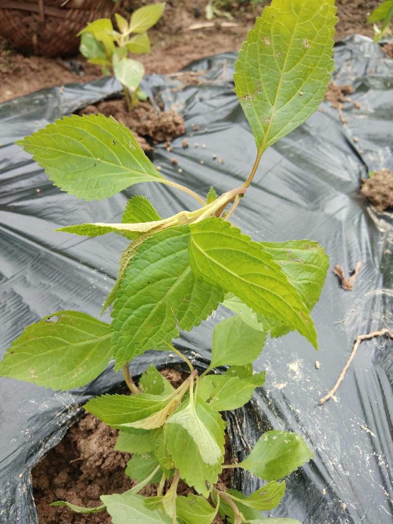 溪黄草，今年新鲜溪黄草