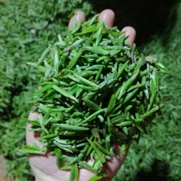 纯手工碧螺春