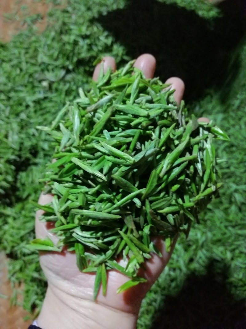 纯手工碧螺春
