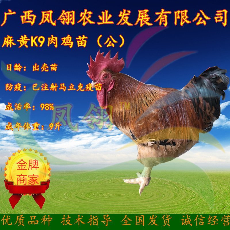 k9肉鸡苗～大种