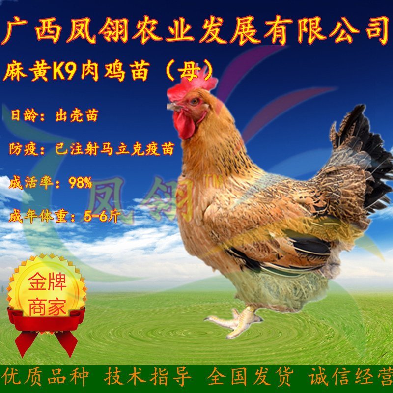 k9肉鸡苗～大种