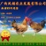k9肉鸡苗～大种