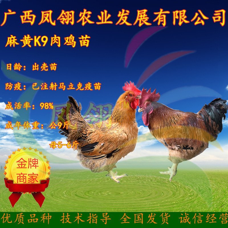 k9肉鸡苗～大种