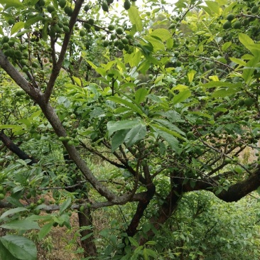 李子，芙蓉李，三华李