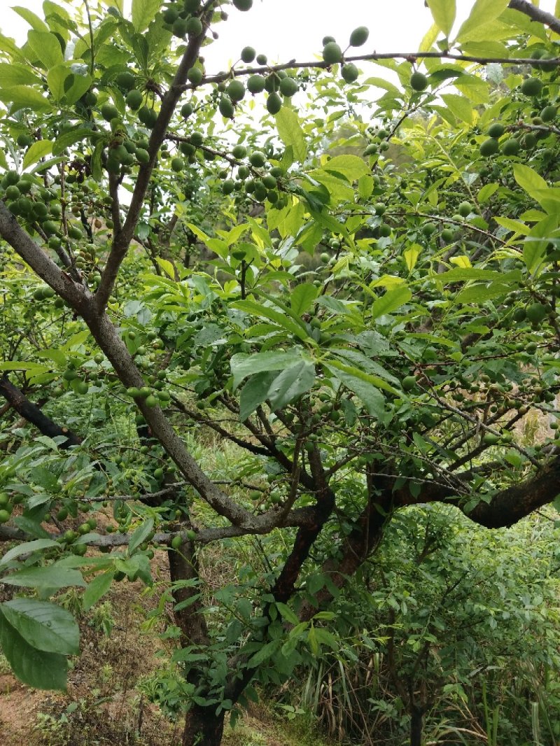 李子，芙蓉李，三华李