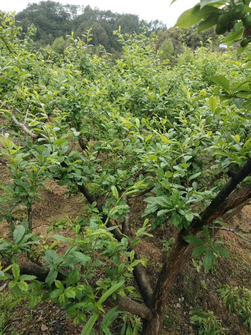 李子，芙蓉李，三华李