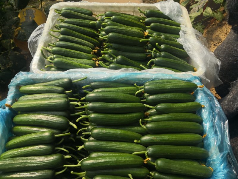 荷兰小黄瓜水果黄瓜18公分以下