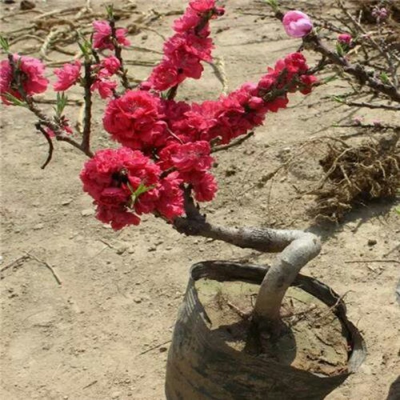寿星桃苗盆栽地栽重瓣桃花辟邪树带花苞盆栽植物耐寒桃梅树果