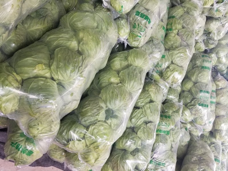 甘蓝绿甘蓝精品大头菜
