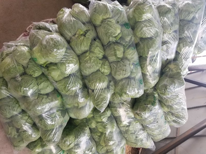 甘蓝绿甘蓝精品大头菜