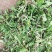 新鲜蒲公英上市了