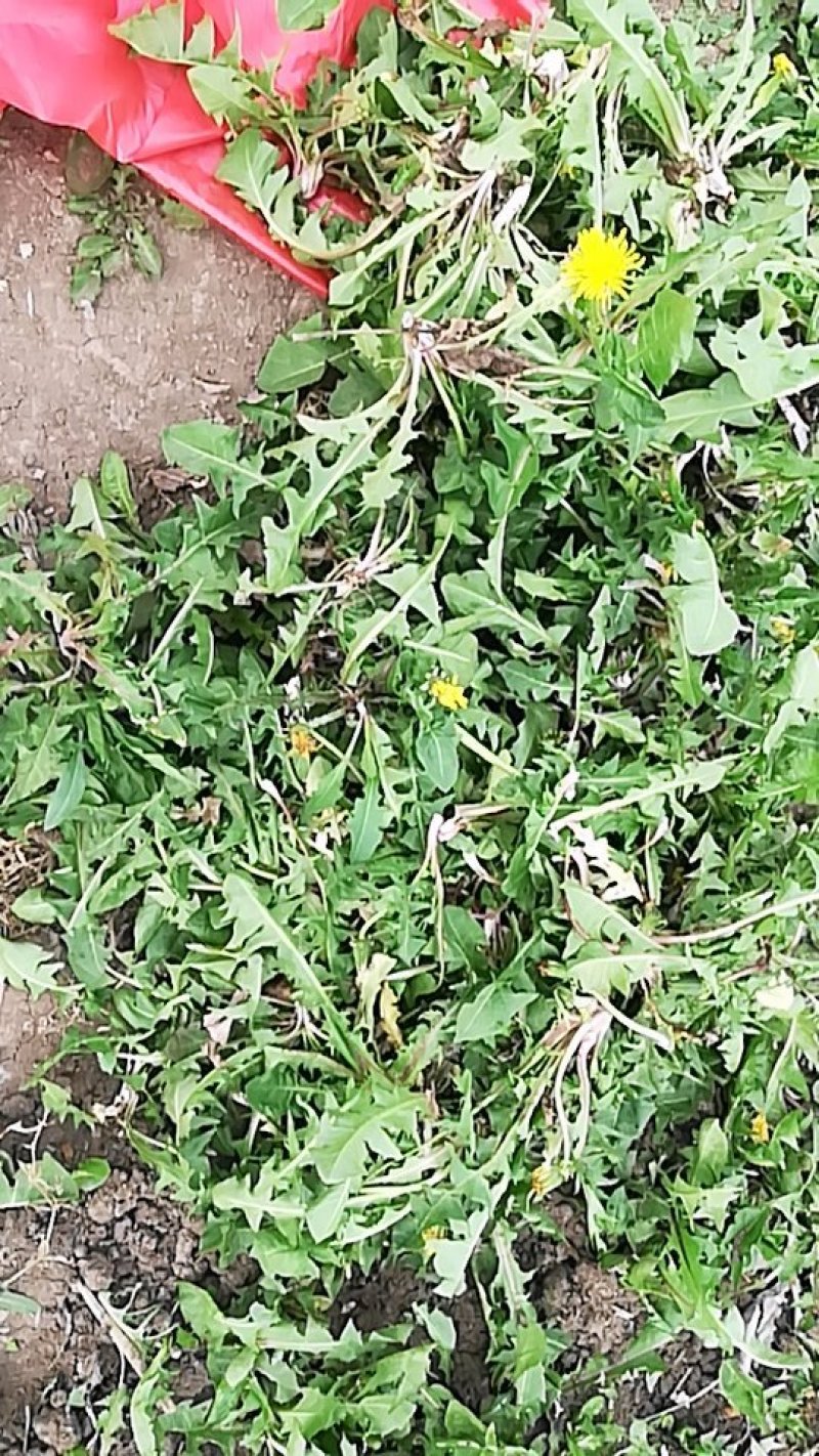 新鲜蒲公英上市了