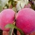 大红桃树苗，早熟大红桃，熟不软，脆甜可口，包成活，