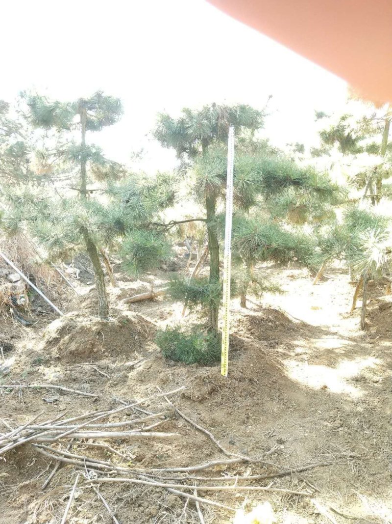 各种油松黑松造型松